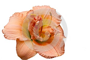 Peach Day Lily