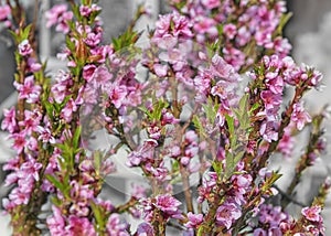 Peach  a deciduous tree Bonanza. Peach seedlings with pink flowers. Season work in garden