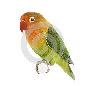 Peach-faced Lovebird