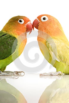 Peach-faced Lovebird