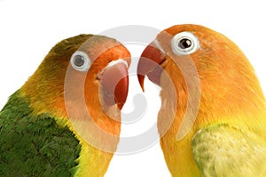 Peach-faced Lovebird photo