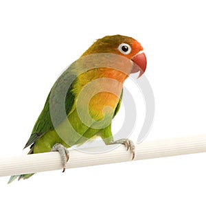 Peach-faced Lovebird