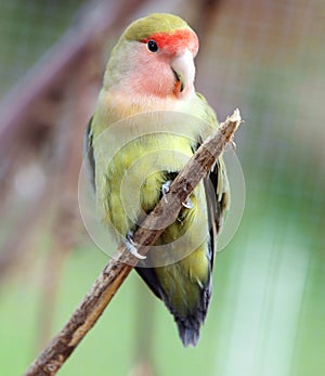 Peach Faced Lovebird