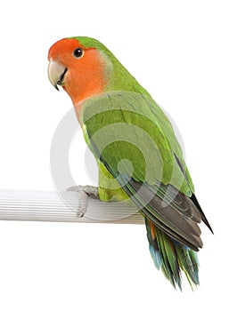 Peach-faced Lovebird - Agapornis roseicollis photo