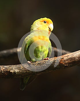 Peach-Faced Lovebird on branch