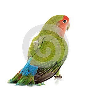 Peach faced Lovebird