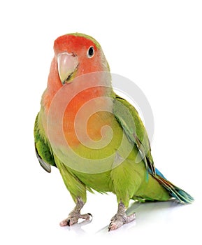 Peach faced Lovebird