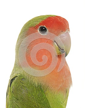 Peach faced Lovebird