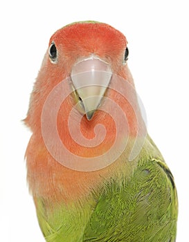 Peach faced Lovebird