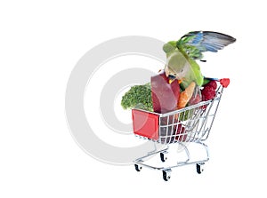 Peach-Faced Lovebird Perched on Shopping Cart filled with Fresh Fruit and Vegetables Eating from an Apple