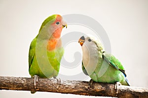 Peach-faces lovebird photo