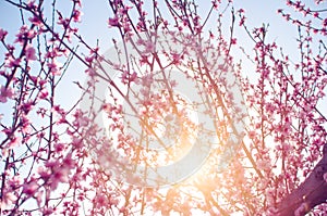 Peach field at sunset. Sun rays through peach flowers