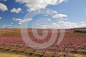 Peach fields in pink