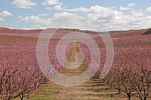 Peach fields in pink