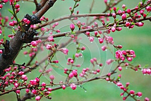 Peach flower buds after rain