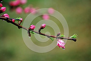 Peach flower buds after rain