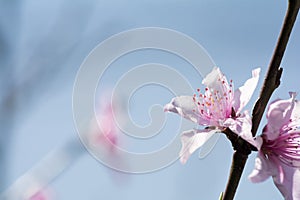 Peach flower