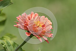 Peach flower in a garden