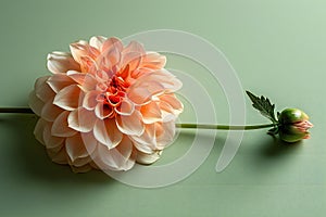 Peach flower with a long stem on a light green background, shadowplay, minimalistic
