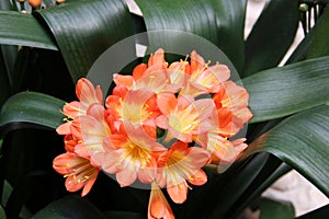 Peach Flower at Marin County Civic Center