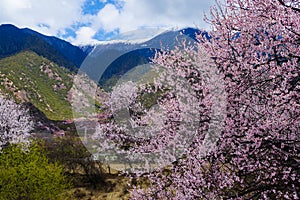 Peach flower with snow mountain in spring