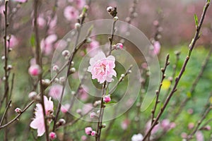 Peach flower, the symbol of ViPetnamese lunar new year. In nearly every household, crucial purchases for Tet include the peach hoa