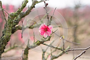 Peach flower, the symbol of ViPetnamese lunar new year. In nearly every household, crucial purchases for Tet include the peach hoa