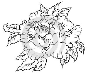 Peach flower for tattoo.Chinese flower vector.Hand drawn peach juice with cherry blossom.