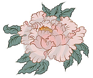 Peach flower for tattoo.Chinese flower vector.Hand drawn peach juice with cherry blossom.