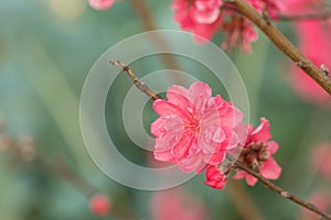 Peach flower on tree. Peach flower is symbol of Vietnamese Lunar New Year - Tet holidays in north of Vietnam