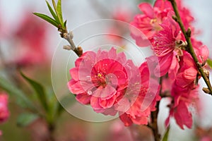 Peach flower on tree. Peach flower is symbol of Vietnamese Lunar New Year - Tet holidays in north of Vietnam photo