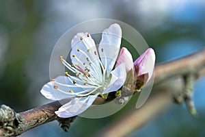 A Peach Flower with Two Buds