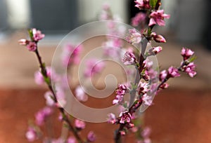 Peach flowering at backyard garden photo