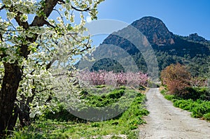 Peach flowering in Cieza. Murcia Spain