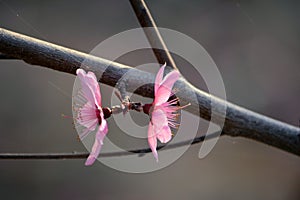 Peach flowers