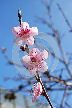 Peach flowers