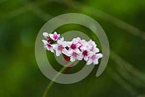 Peach flowers