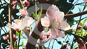 Peach flowers bloom on the tree in spring