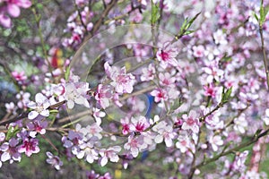 Peach flowers in early spring. Prunus persica in bloom in an orchard.