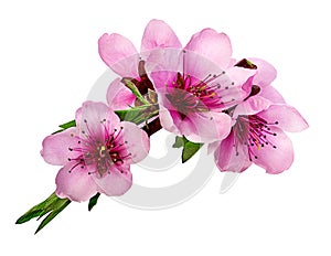 Peach flowers isolated