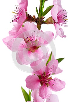 Peach flowers isolated on white background. Nectarine branch with pink flowers.