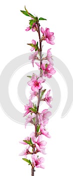 Peach flowers isolated on white background. Nectarine branch with pink flowers.