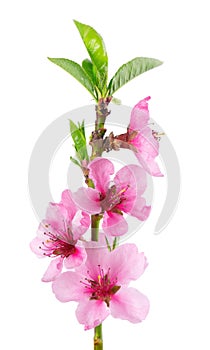 Peach flowers isolated on white background. Nectarine branch with pink flowers.