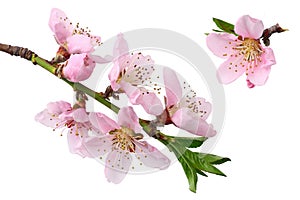 peach flowers isolated on white background. top view