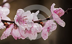 Peach flowers in my garden