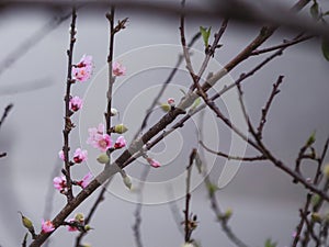 Peach flowers, spring, highland Moc Chau, Vietnam