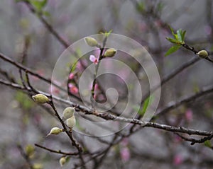 Peach flowers, spring, highland Moc Chau, Vietnam.