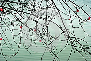 Peach flowers,twigs over water