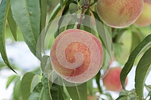 Peach of fresh orchard.