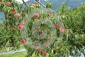 Peach of fresh orchard.